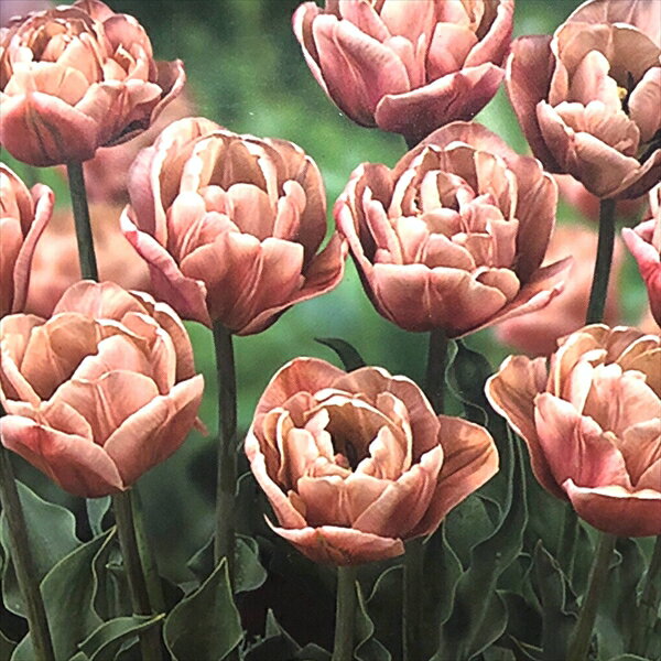 チューリップ　球根　「ラ　ベルエポック」3球入り