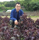 【しそジュース用の赤紫蘇】枝なし葉のみ・愛知県産・兵庫県産約300g