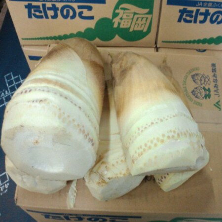 たけのこ【約2kg（2〜4本）/福岡県産】やっと出ました！新たけのこ！！