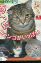 ねこ(猫)ざ ランド 1ねこ、猫、ニャンコがいっぱい【中古】中古DVD