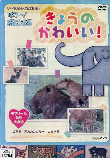 きょうのかわいい！　ラブリーな動物大集合【中古】中古DVD