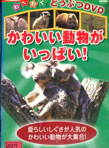 かわいい動物がいっぱい! 【中古】中古DVD