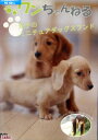 ワンちゃんねる 双子のミニチュアダックスフンド【中古】中古DVD