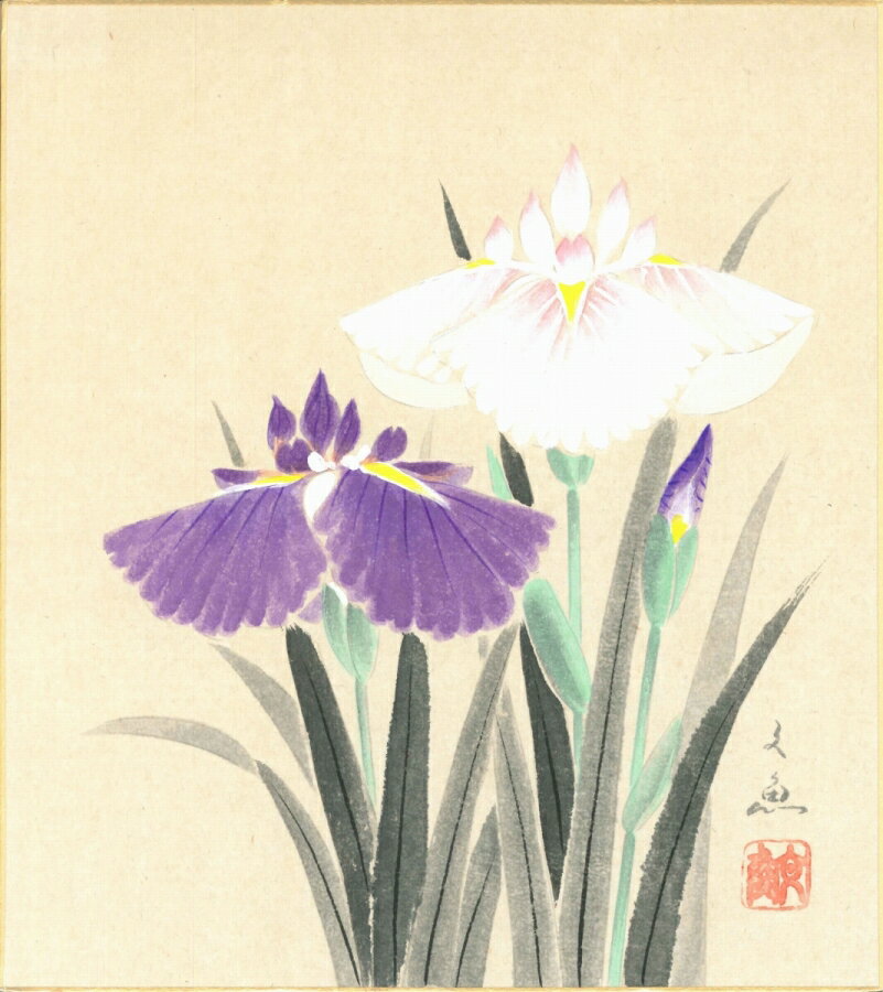 色紙（春）中谷 文魚作画「菖蒲」 色紙寸法24.2X27.2cm