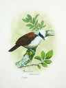 絵画 水彩画 「鳥 動物画」 -L4 -新品-特価品