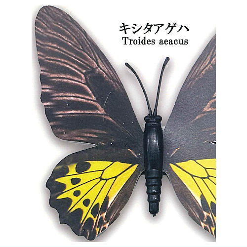 世界の蝶リアルマグネットコレクシ