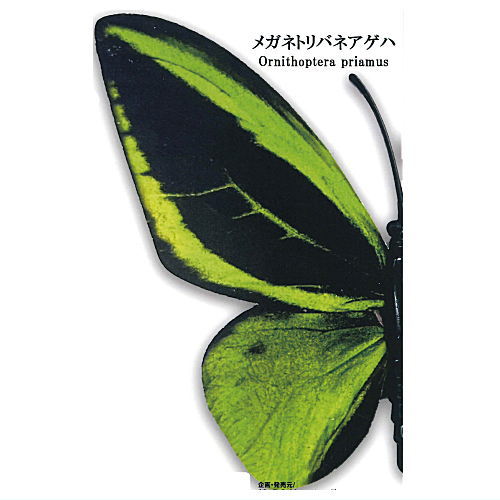 世界の蝶リアルマグネットコレクシ