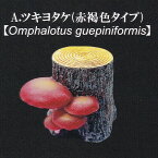 A.ツキヨタケ（赤褐色タイプ）【Omphalotus guepiniformis】 【樹木のきのこコレクションVol.1 レインボー 広葉樹 キノコ ミニチュア 第1弾 かわいい グッズ フィギュア ガチャガチャ カプセルトイ】【即納 在庫品】【数量限定】【単品】