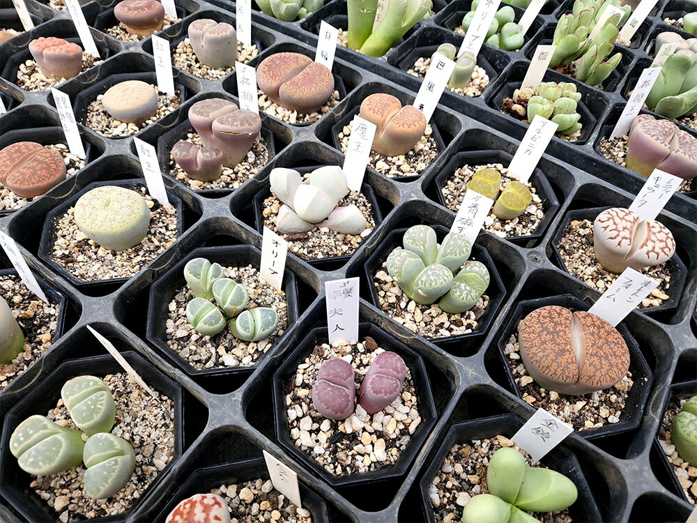 ちょっとリッチなリトープスおまかせ3種類 多肉植物 メセン コノフィツム