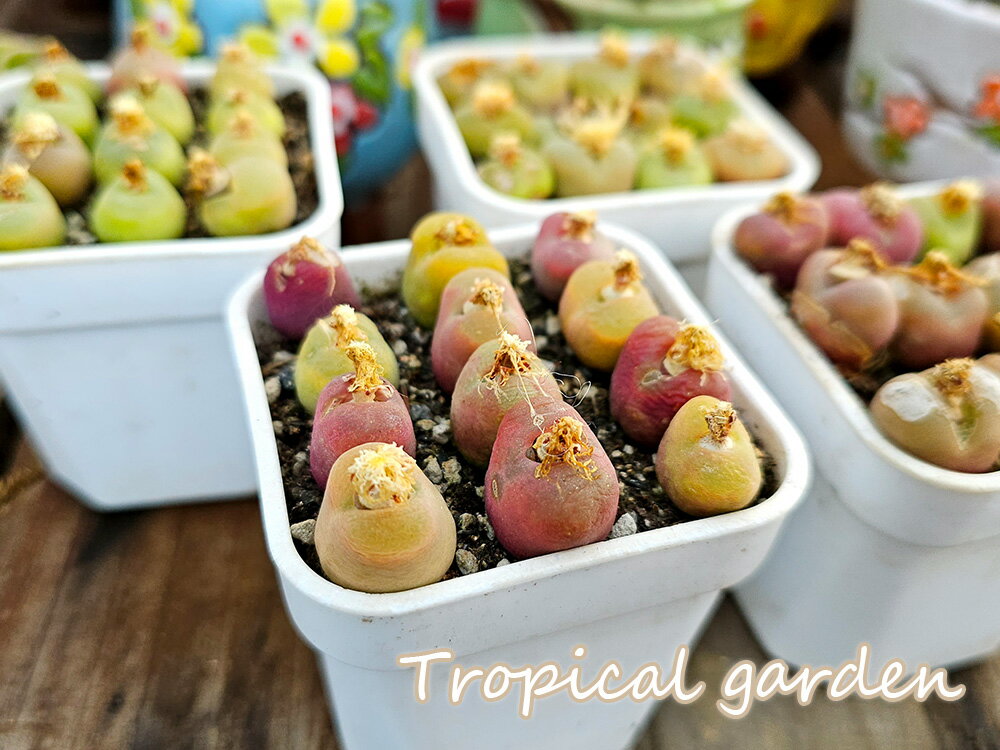 maupot　カラフルマウガニーおまかせ12頭セット　多肉植物　メセン　観葉植物　インテリア　グリーン