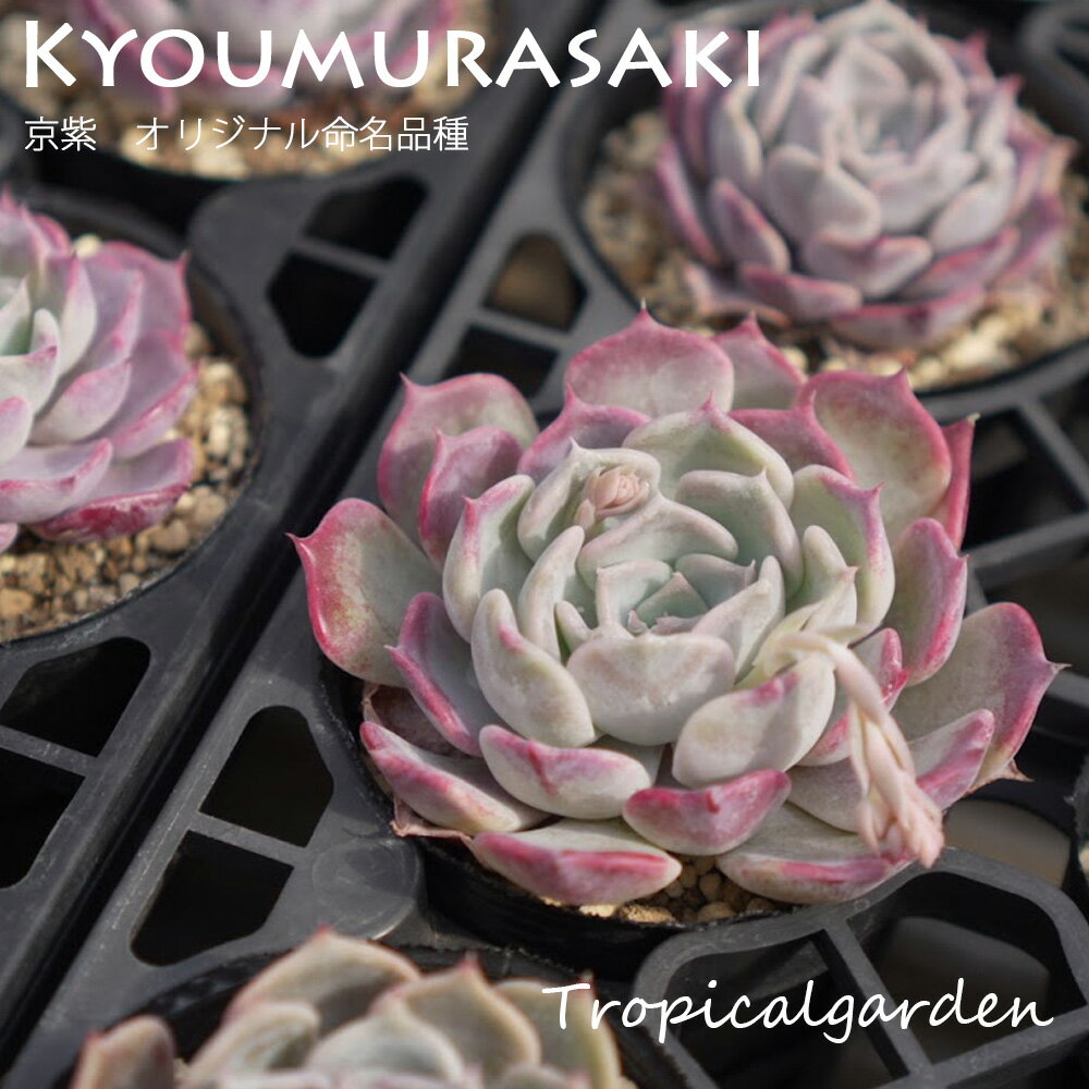 トロピカルガーデンオリジナル交配苗　エケベリア　京紫　多肉植物　韓国産　観葉植物