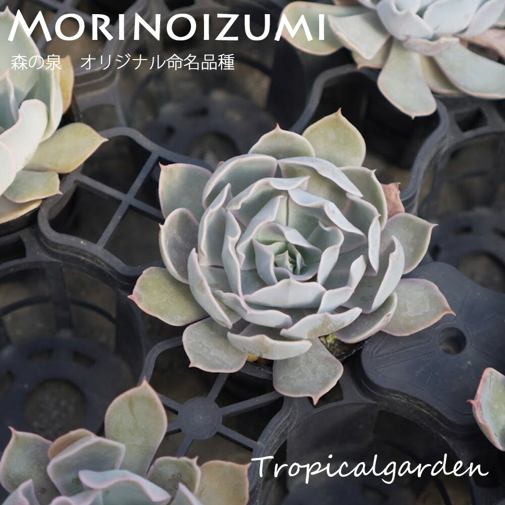トロピカルガーデンオリジナル交配苗　エケベリア　森の泉　多肉植物　韓国産　観葉植物