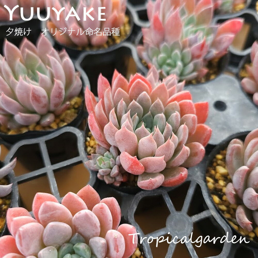 トロピカルガーデンオリジナル交配苗　エケベリア　夕焼け　多肉植物　韓国産　観葉植物