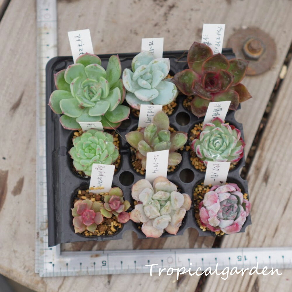 【超目玉品】品種名付きプラグ苗おまかせ9種類セット　エケベリア　多肉植物　観葉植物　ギフト　インテリア　グリーン