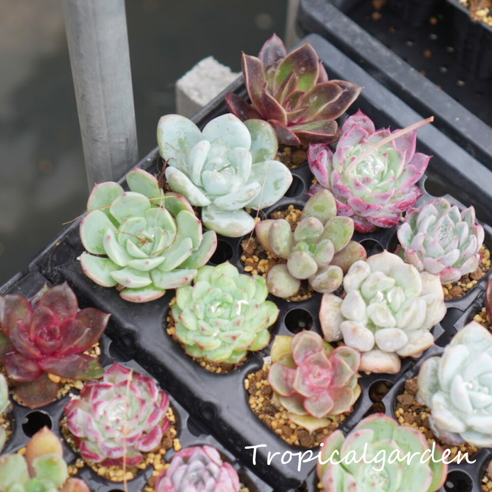 【超目玉品】品種名付きプラグ苗おまかせ9種類セット　エケベリア　多肉植物　観葉植物　ギフト　インテリア　グリーン