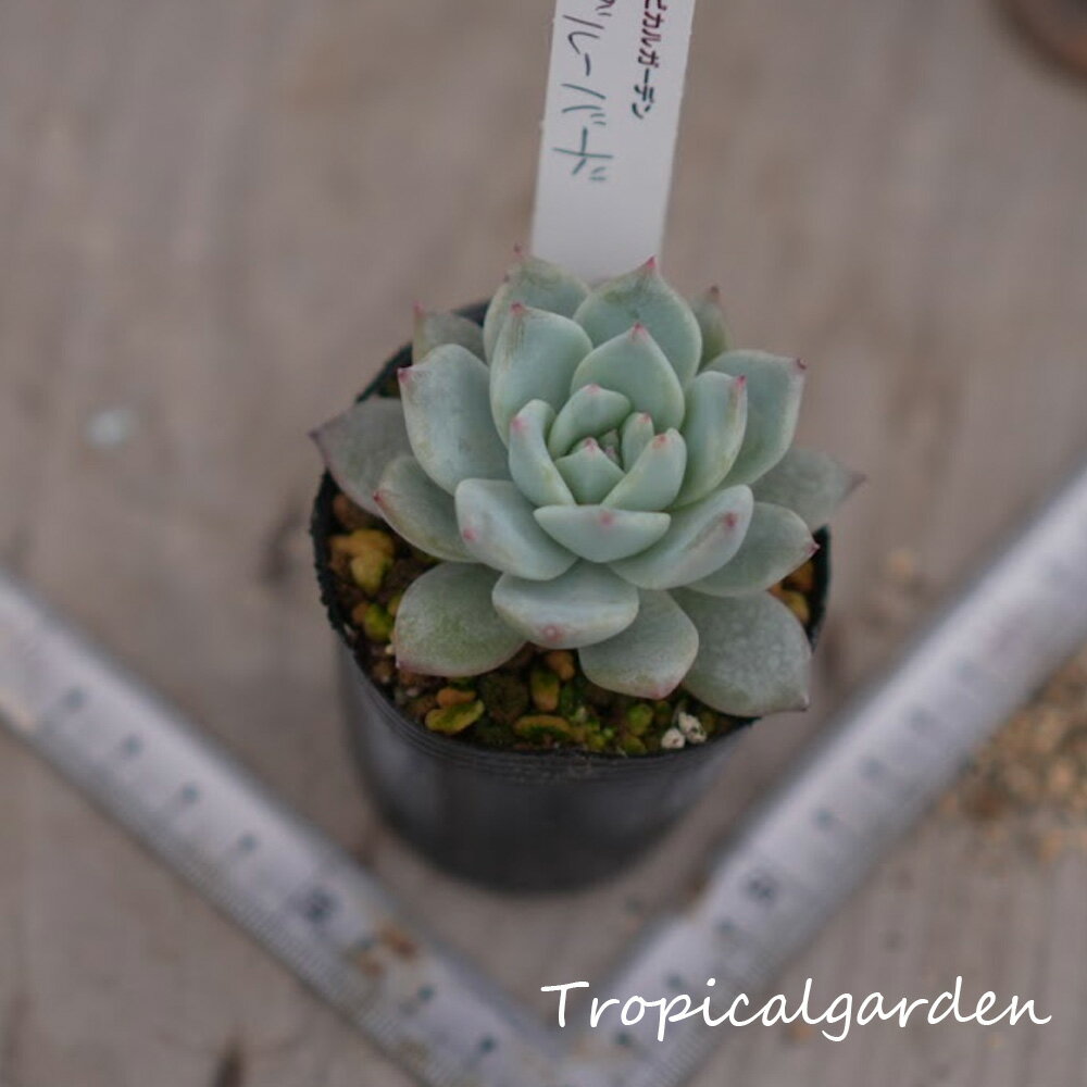 1006　3+1　ブルーバード　2号鉢ポット苗　多肉植物　韓国産　観葉植物のサムネイル