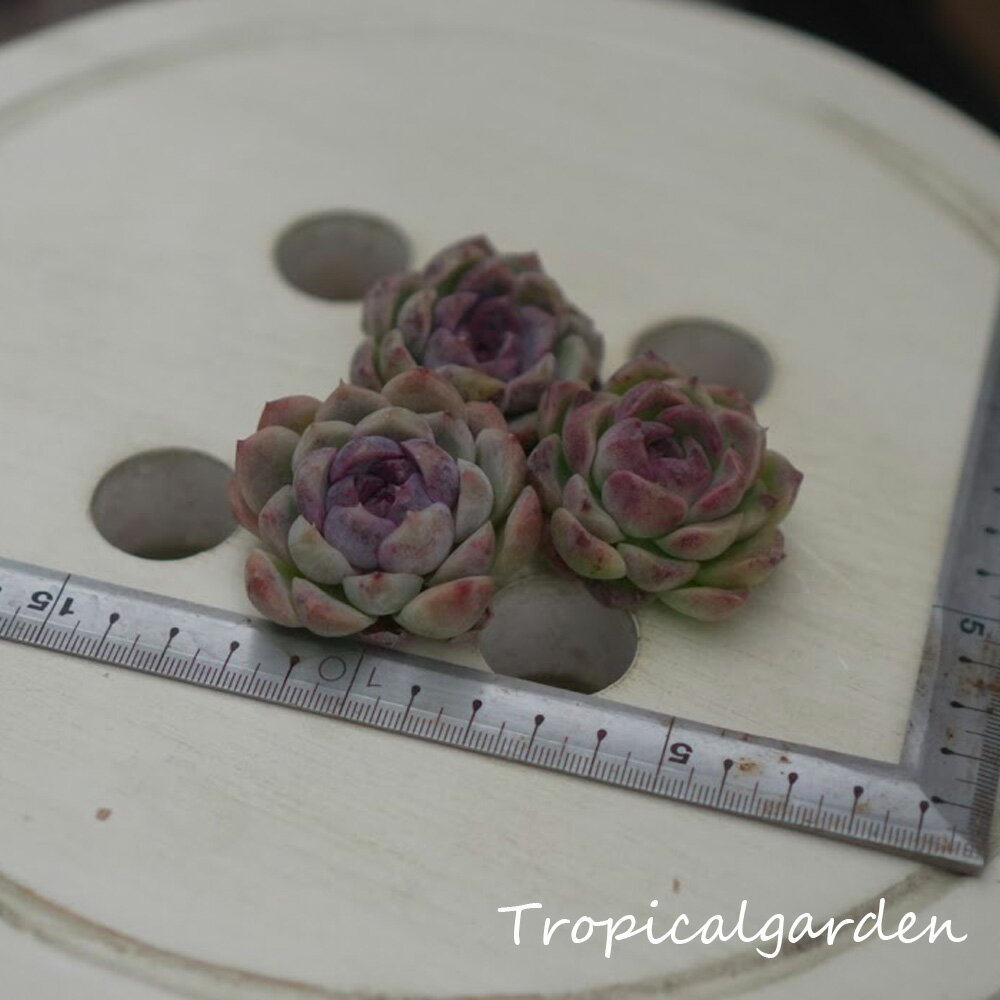 10413+1チーズブルーベリー多...