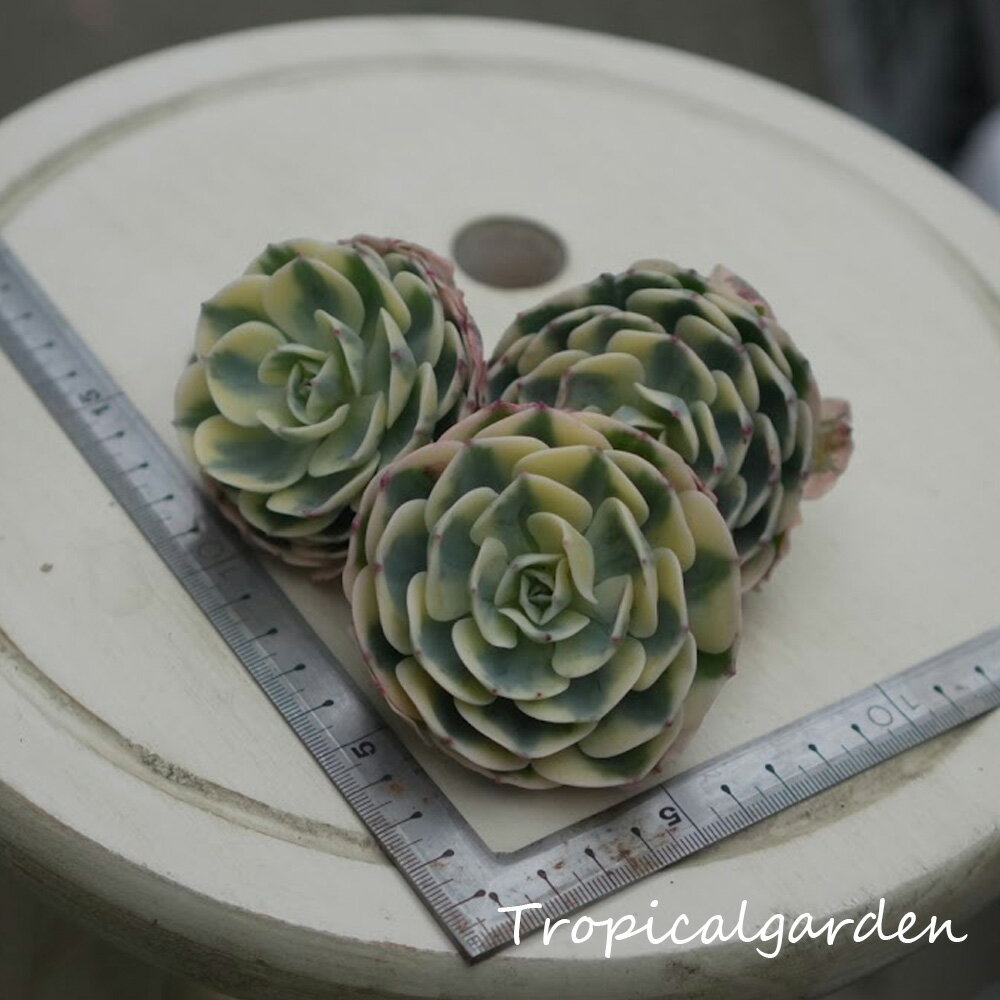 楽天市場】多肉 植物 ルノー ディーン(花・ガーデン・DIY)の通販 楽天市場】多肉 植物 ルノー ディーン(花・ガーデン・DIY)の通販