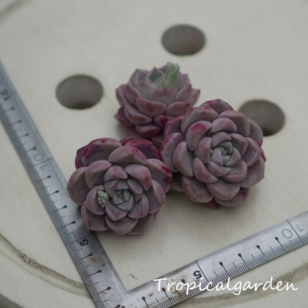 1018　3+1　ピンクスポット　多肉植物　韓国産　観葉植物