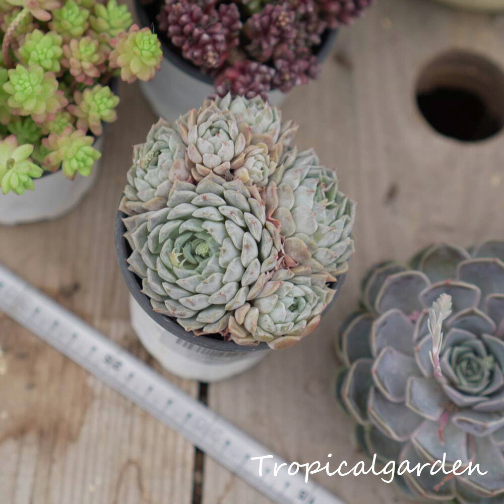 【群生】1122　3+1　メリーベル　3号鉢ポット苗　多肉植物　韓国産　観葉植物