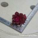 1237 3+1 ロイラ 多肉植物 観葉植物