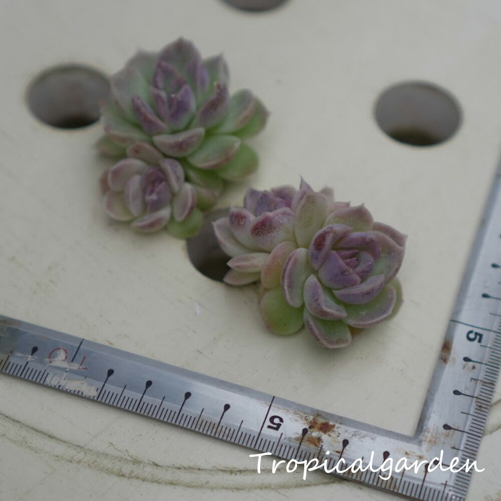 1232　3+1　エケベリア　イーラン　多肉植物　観葉植物