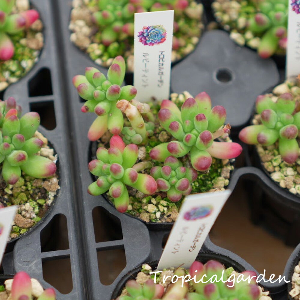 1270　3+1　ポット苗　ルビーティント　2号鉢　多肉植物　観葉植物のサムネイル