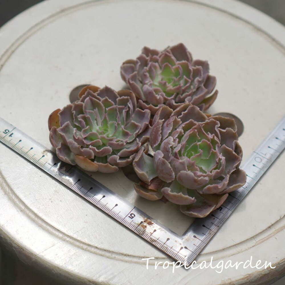 1281　3+1　エケベリア　シャビアナ　多肉植物　韓国産　観葉植物のサムネイル