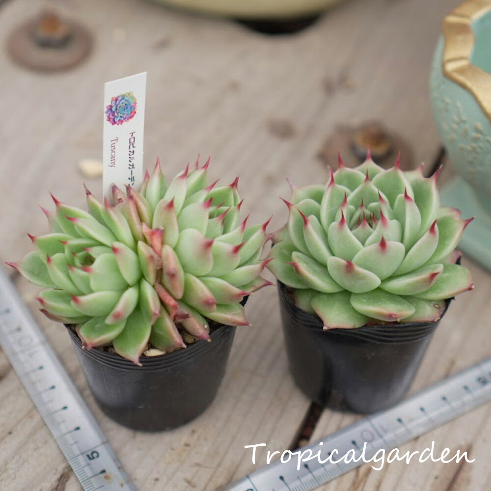1322　3+1　トスカネリ　2号鉢ポット苗　多肉植物　韓国産　観葉植物のサムネイル