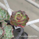 1417 3+1 エケベリア 紅灯 多肉植物 韓国産 観葉植物
