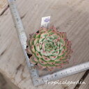 1540 3+1 エケベリア サンスター2.5号鉢 多肉植物 ポット苗植え付け済み 韓国産 観葉植物