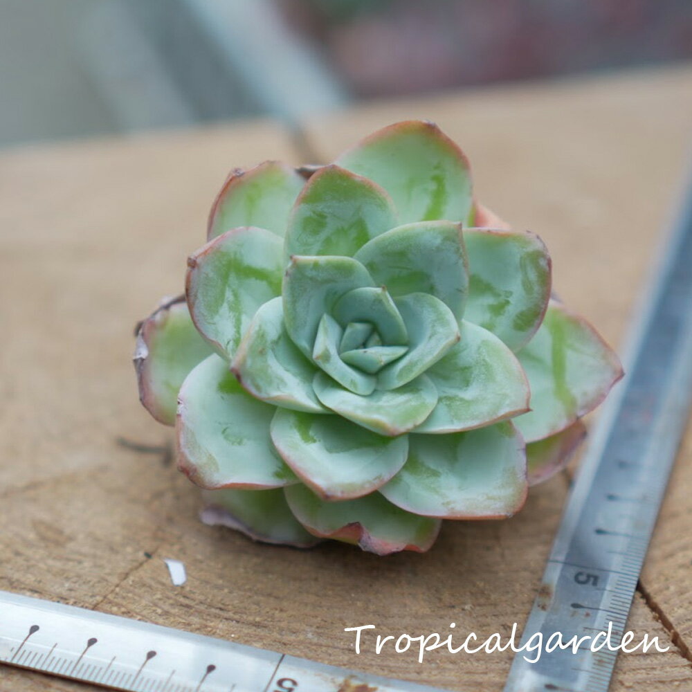 1558　3+1　サブリギダ×ブルーバード　エケベリア　多肉植物　観葉植物のサムネイル