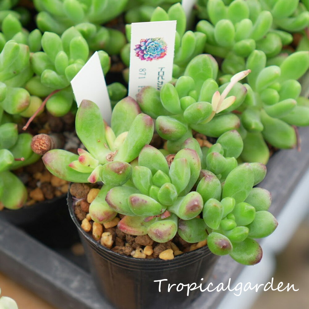 871　3＋1　フィンガービューティー　2号鉢　多肉植物　ポット苗植え付け済み　韓国産　観葉植物のサムネイル