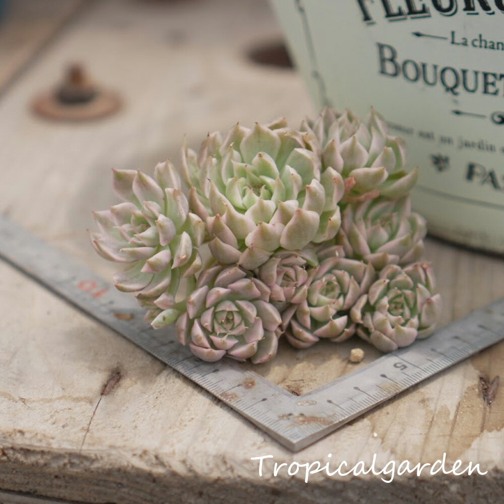 1618　3+1　エケベリア　マーガレット錦　多肉植物　観葉植物