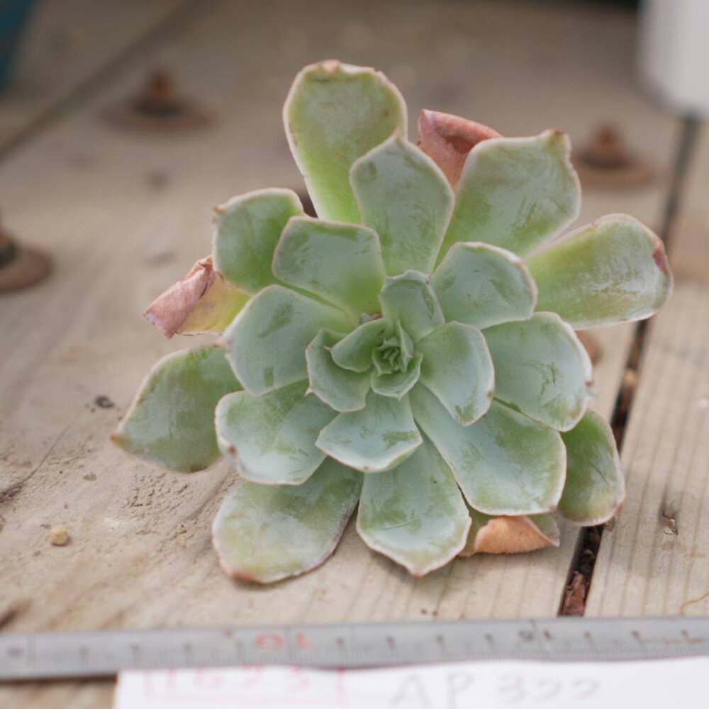 1623　3+1　Cante x shaviana　エケベリア　多肉植物　観葉植物