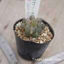 auc-tropical-garden:10007951のサンプル画像1
