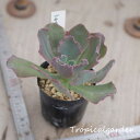 auc-tropical-garden:10007948のサンプル画像1