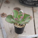 auc-tropical-garden:10007949のサンプル画像1
