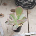 auc-tropical-garden:10007950のサンプル画像1
