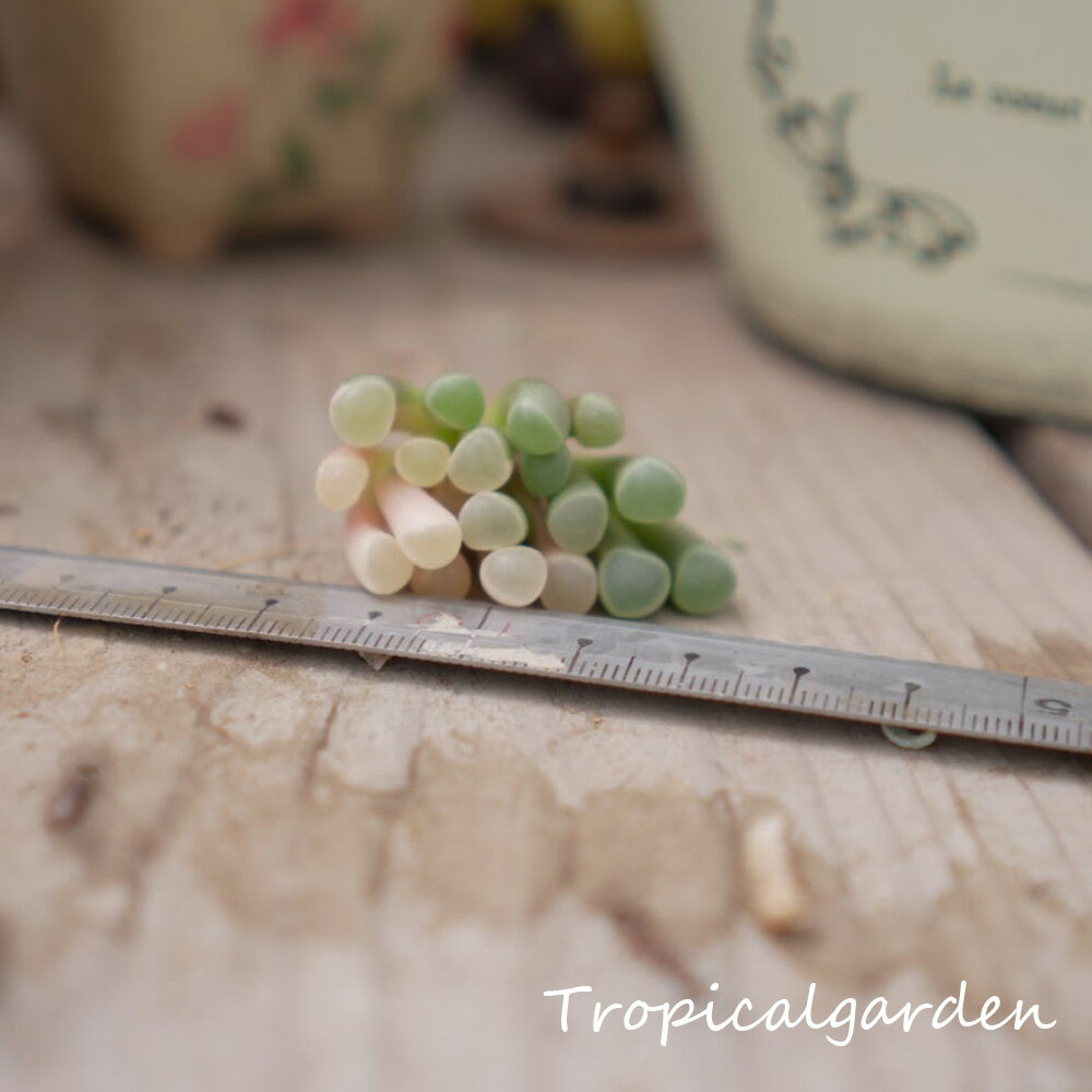 1651　3+1　五十鈴玉錦　エケベリア　多肉植物　観葉植物