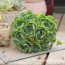 1677 3+1 Tsunami エケベリア 多肉植物 観葉植物