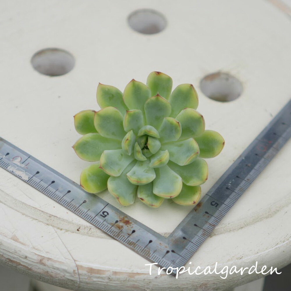 1705　3+1　プリリンゼアナ錦　エケベリア　多肉植物　観葉植物