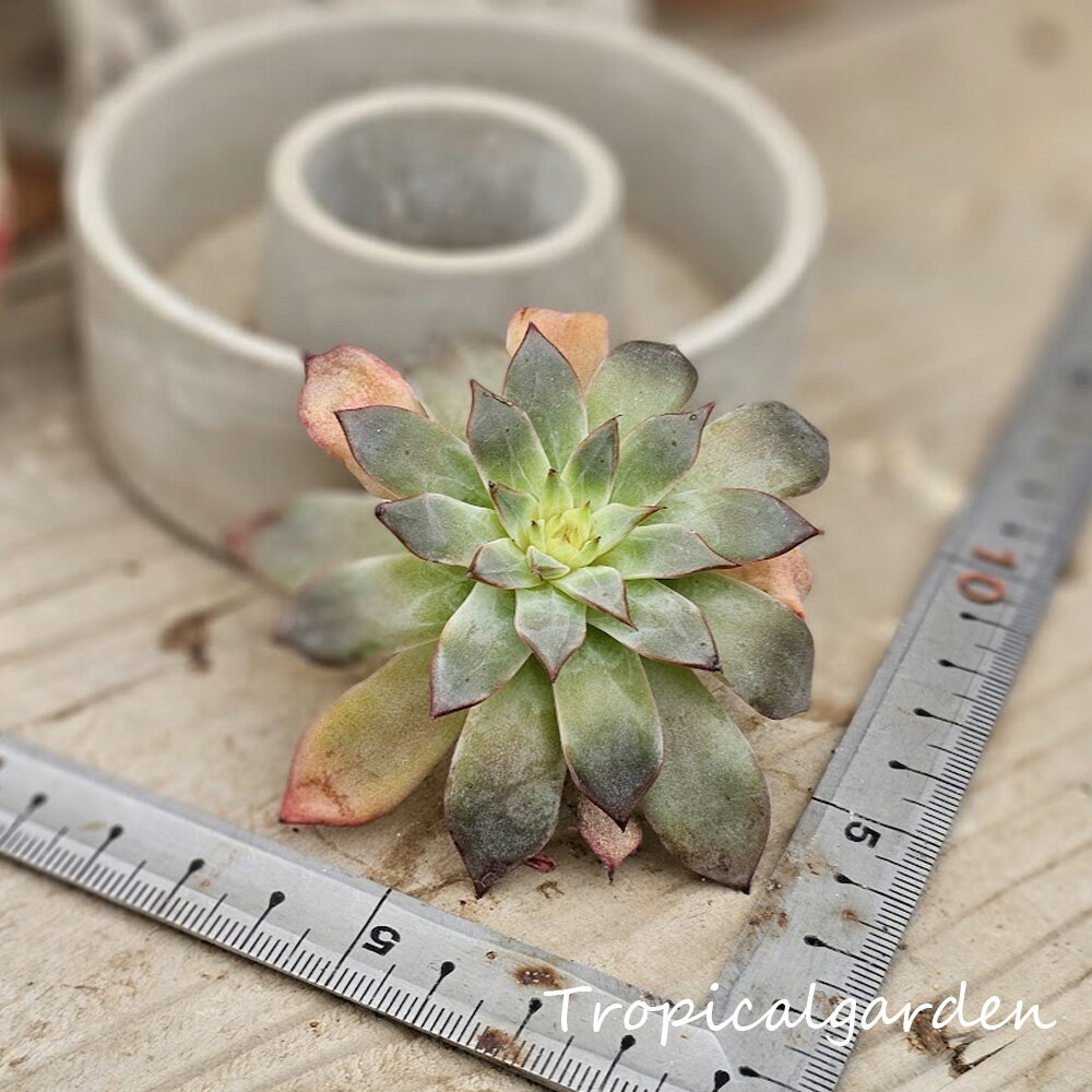 1787　3+1　カマノイ　エケベリア　多肉植物　観葉植物