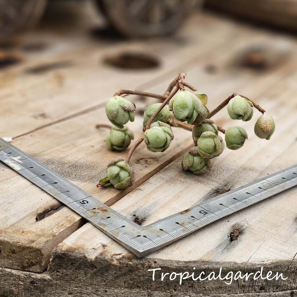 17603+1アドニスアエオニウム...