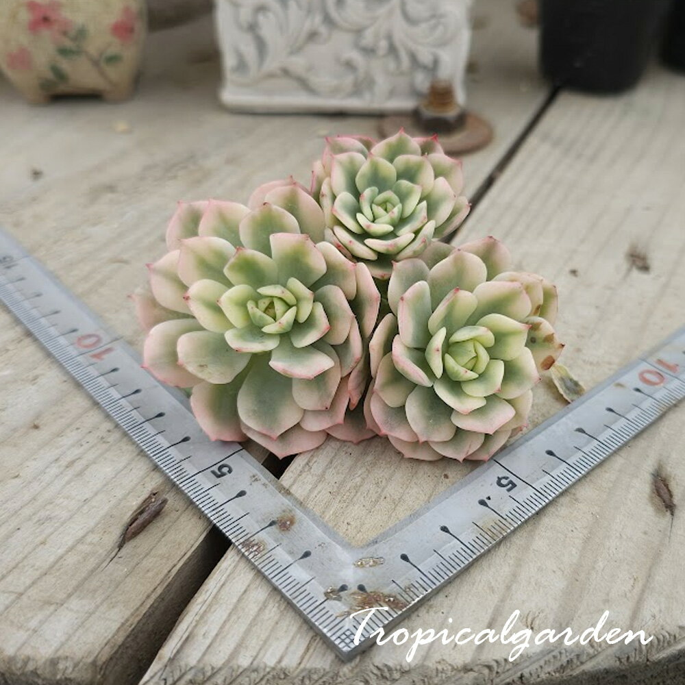 3+1　1992　 デレンオリバー錦　エケベリア　多肉植物　韓国産　観葉植物