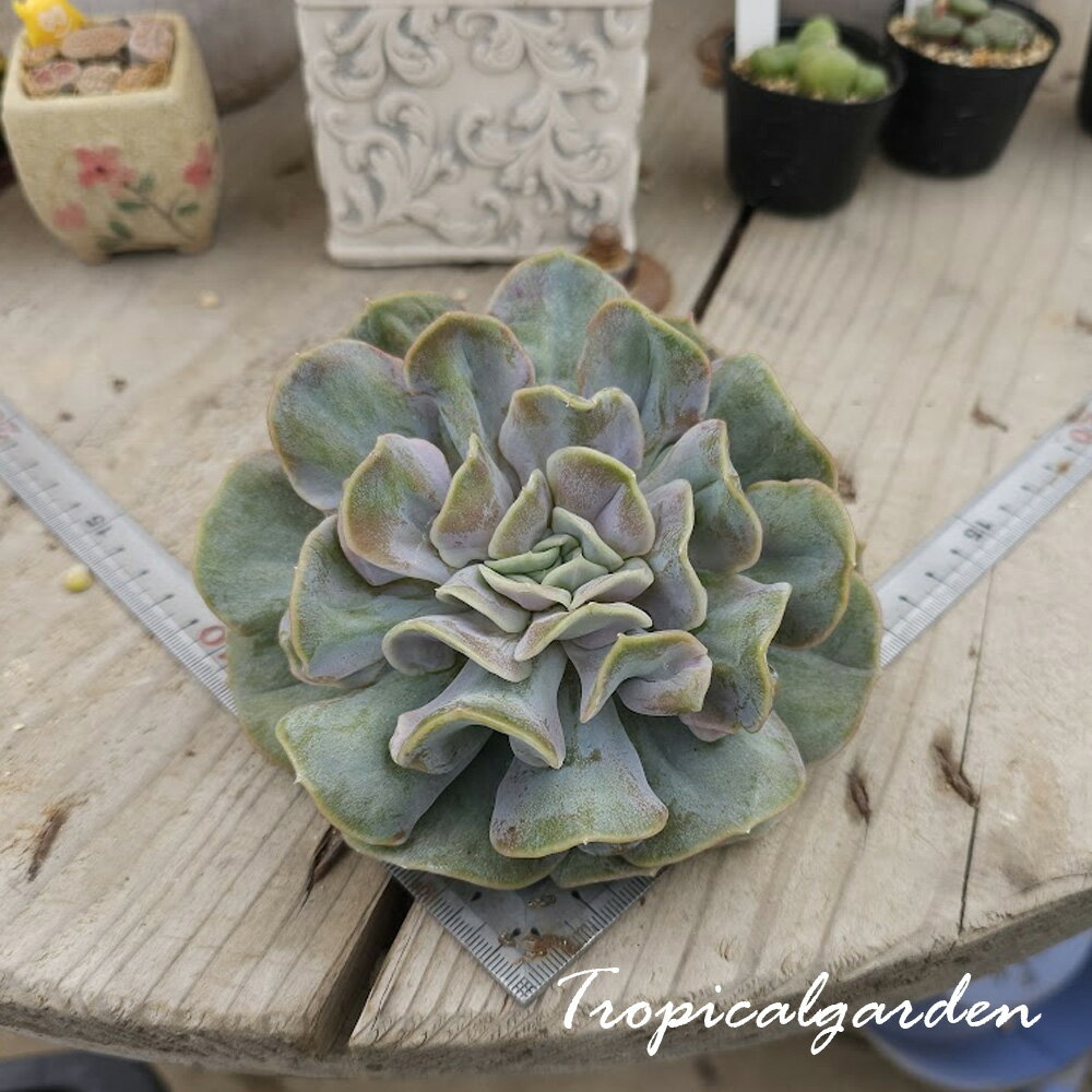 3+1　1980　Yunyao Fairy　エケベリア　多肉植物　韓国産　観葉植物