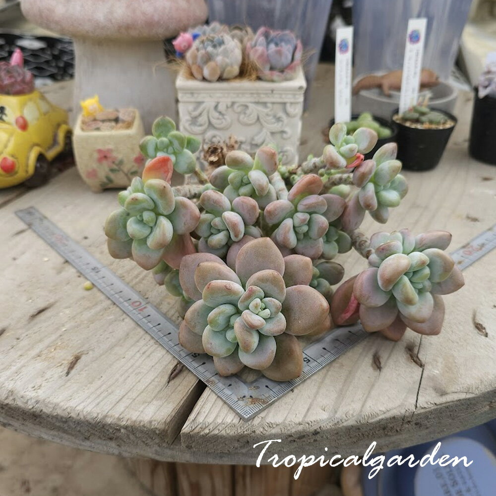 3+1　1976　レッドミウル　エケベリア　多肉植物　韓国産　観葉植物