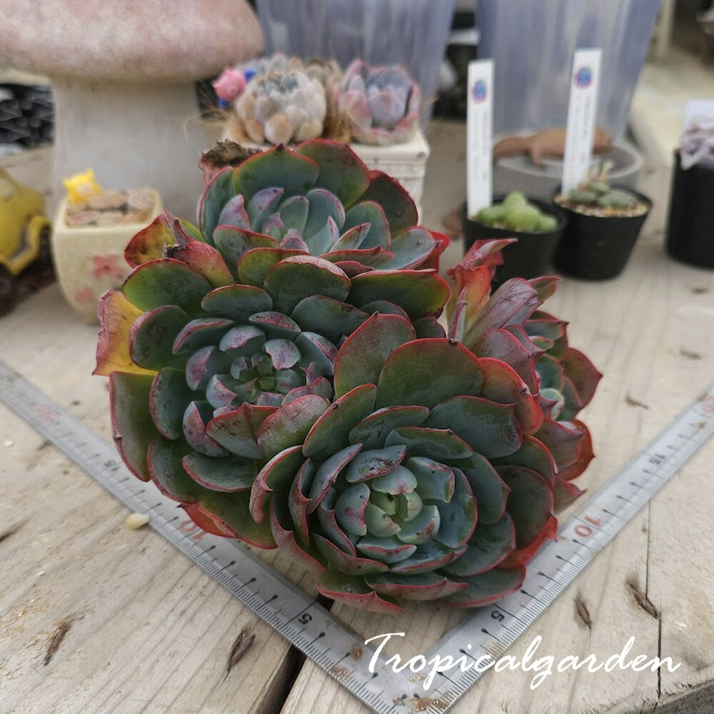 3+1　1978　アミスターモンストローサ　エケベリア　多肉植物　韓国産　観葉植物