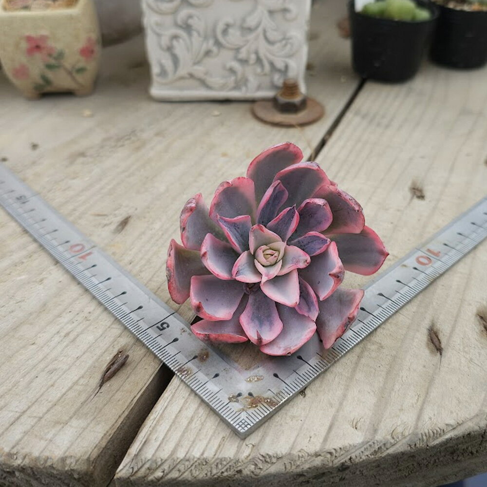 3+1　2000　アミスター錦　エケベリア　多肉植物　韓国産　観葉植物