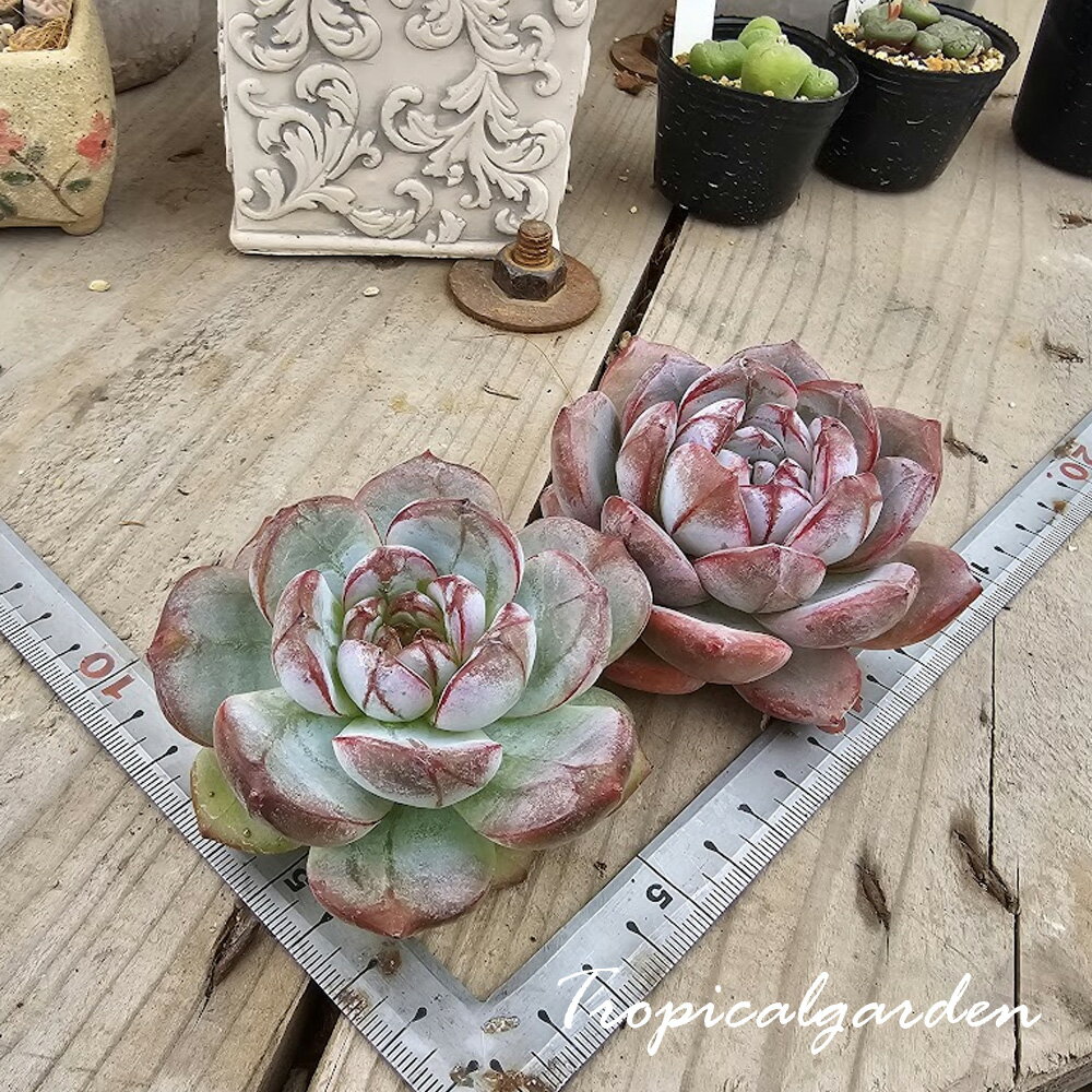 3+1　1995　 Romantic Feelings　エケベリア　多肉植物　韓国産　観葉植物